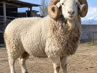 Қӯчқор, Kyrgyz Mountain merino sheep — акс 1