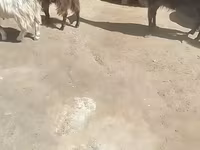 Kambing (lot, jantina tidak dinyatakan), Goats — foto 6
