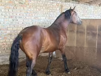 گھوڑا, Thoroughbred horse — تصویر 2