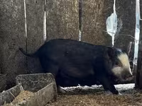 Babi betina, Вьетнамская вислобрюхая — foto 2