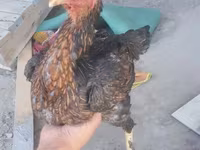براهما — عکس 5