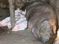 Doofaar dhaddig, Pigs — sawirka 5