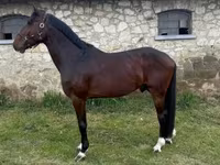 Horse (M), Hungarian horse breed — photo 1