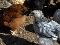 Chickens — ፎቶ 1