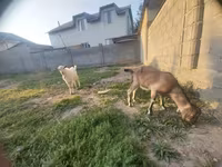 Buk, Saanen goat — foto 2