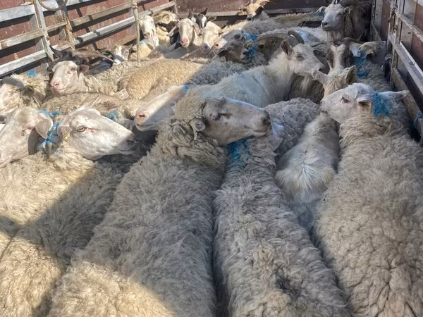 Sheep, Sheep — Moldova