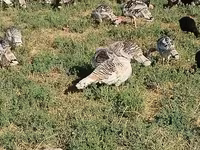 Turkeys — foto 3