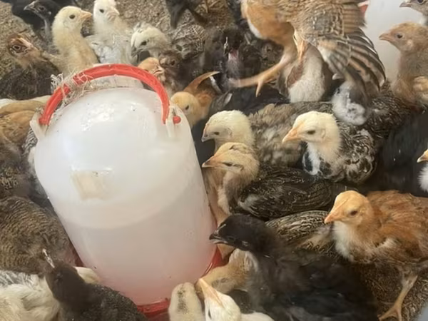 Chickens — 키르기스스탄