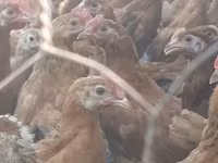 Chickens — รูปภาพ 2