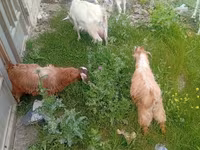 بکری, بکریاں — تصویر 1