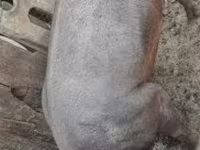 หมูป่าตัวผู้, Дюрок — รูปภาพ 2