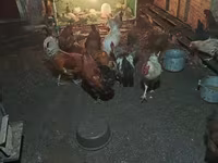 Chickens — 사진 7