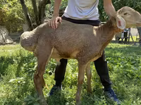 Vædder, Arashan sheep — foto 5