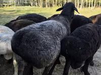 Wad, Sheep — sawirka 3