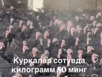 Poule argentée slovène — photo 2