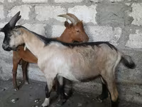 Kozel, Nubian Goat — foto 2