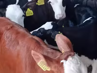 گاو نر, Simmental cattle — عکس 2