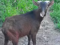 Cabra, Irish goat — foto 1