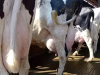 Ko, Swiss cattle — foto 1