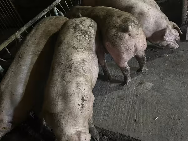 Boar, Pigs — Moldova