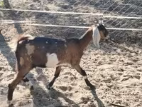 பெண் வெள்ளாடு, Nubian Goat — புகைப்படம் 2