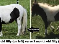 گھوڑا, Miniature horse — تصویر 6