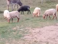 Vædder, Racka sheep — foto 2
