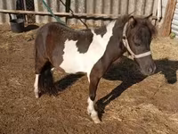 اسب نر, Falabella — عکس 1