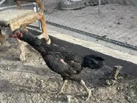 Chickens — عکس 1