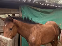 ঘোড়া, Friesian sport horse — ছবি 1