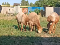 የጎትት አውራ በግ, Arashan sheep — ፎቶ 1