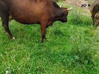 Lembu betina, Cattle — foto 2