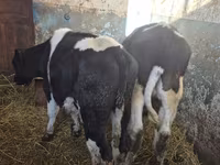 Бух, Russian Black pied cattle — 2 зураг