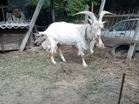 Buk, Saanen goat — foto 1