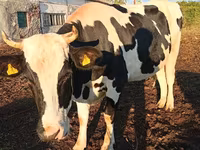 Krava, Russian Black pied cattle — foto 4