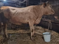 母牛, Swiss cattle — 照片 1