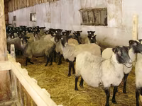 Sheep, Romanov sheep — photo 3