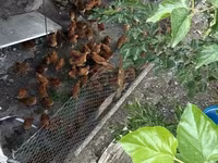 Chickens — รูปภาพ 1