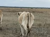 Үнээ, Latvian Blue cattle — 3 зураг