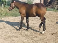 Hingst, Hungarian horse breed — foto 3