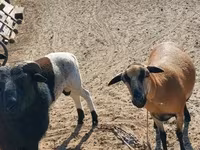 Kondoo jike, Cameroon sheep — picha 1