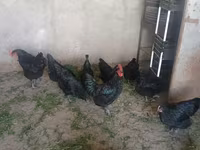 Chickens — sawirka 1