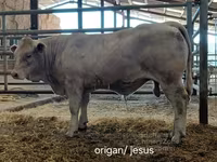 Bull, Charolais cattle — photo 5