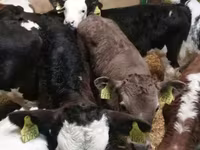 Skot (série, pohlaví neuvedeno), Simmental cattle — foto 7