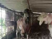 Ziegenbock, Saanen goat — Foto 6