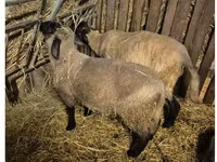 मेढ़ा, White Suffolk sheep — फ़ोटो 1
