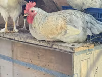 Chickens — عکس 1