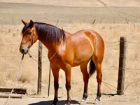 اسب نر, Quarter Horse — عکس 3