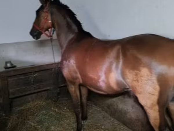 Pastuv, Hungarian horse breed