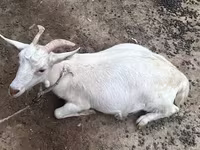 Cabra, Cabras — foto 6